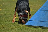 2nd chanche agility apeldoorn v.p