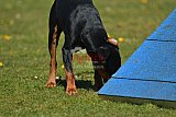 2nd chanche agility apeldoorn v.p