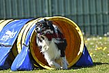 2nd chanche agility apeldoorn v.p