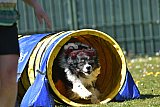 2nd chanche agility apeldoorn v.p
