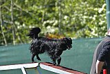 2nd chanche agility apeldoorn v.p
