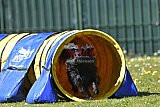 2nd chanche agility apeldoorn v.p
