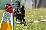 2nd chanche agility apeldoorn v.p