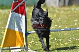 2nd chanche agility apeldoorn v.p
