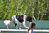 2nd chanche agility apeldoorn v.p