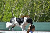 2nd chanche agility apeldoorn v.p