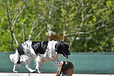 2nd chanche agility apeldoorn v.p