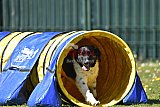 2nd chanche agility apeldoorn v.p