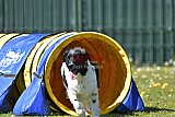 2nd chanche agility apeldoorn v.p