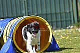 2nd chanche agility apeldoorn v.p