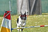 2nd chanche agility apeldoorn v.p