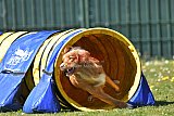 2nd chanche agility apeldoorn v.p