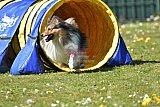 2nd chanche agility apeldoorn v.p