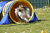 2nd chanche agility apeldoorn v.p