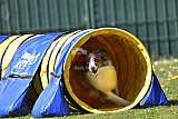 2nd chanche agility apeldoorn v.p