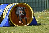 2nd chanche agility apeldoorn v.p