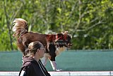 2nd chanche agility apeldoorn v.p