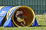 2nd chanche agility apeldoorn v.p
