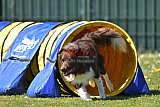 2nd chanche agility apeldoorn v.p