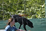 2nd chanche agility apeldoorn v.p