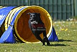 2nd chanche agility apeldoorn v.p