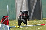 2nd chanche agility apeldoorn v.p