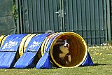 2nd chanche agility apeldoorn v.p