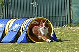 2nd chanche agility apeldoorn v.p