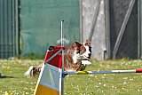 2nd chanche agility apeldoorn v.p