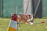2nd chanche agility apeldoorn v.p