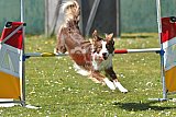2nd chanche agility apeldoorn v.p