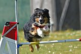 2nd chanche agility apeldoorn v.p