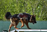 2nd chanche agility apeldoorn v.p