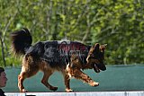 2nd chanche agility apeldoorn v.p