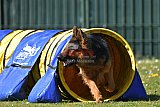 2nd chanche agility apeldoorn v.p