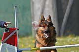 2nd chanche agility apeldoorn v.p