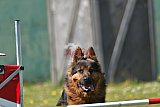2nd chanche agility apeldoorn v.p