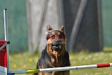2nd chanche agility apeldoorn v.p