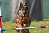 2nd chanche agility apeldoorn v.p