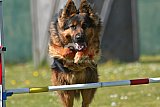 2nd chanche agility apeldoorn v.p