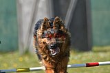 2nd chanche agility apeldoorn v.p