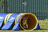 2nd chanche agility apeldoorn v.p