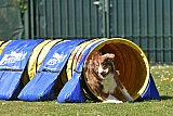 2nd chanche agility apeldoorn v.p