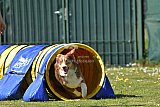 2nd chanche agility apeldoorn v.p