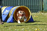 2nd chanche agility apeldoorn v.p