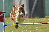 2nd chanche agility apeldoorn v.p