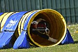 2nd chanche agility apeldoorn v.p