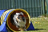 2nd chanche agility apeldoorn v.p