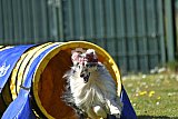 2nd chanche agility apeldoorn v.p