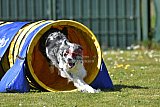 2nd chanche agility apeldoorn v.p